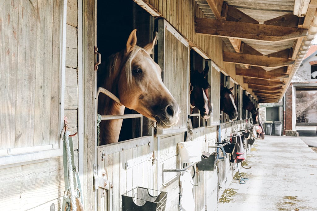 Everything You Need to Know About Buying an Equestrian Property in France 2 Photo by Anna Kaminova on Unsplash