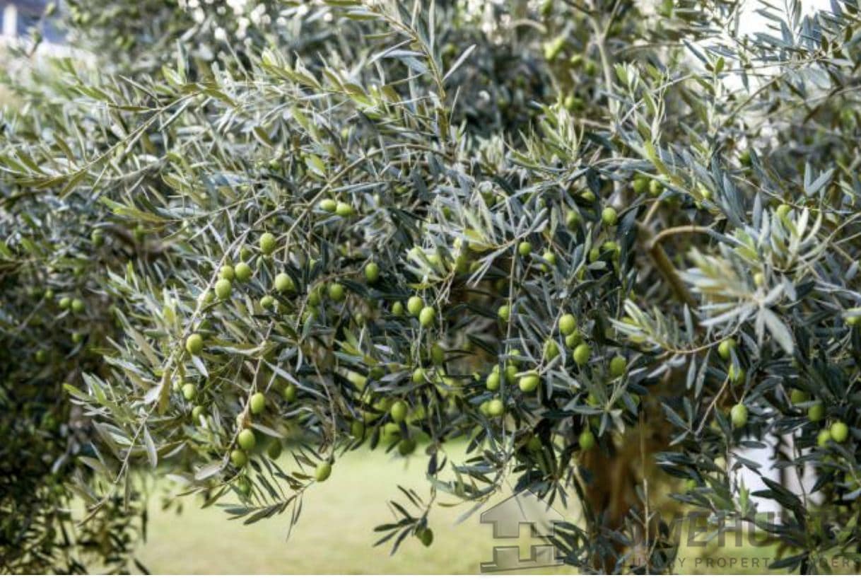 property_HH-15654357