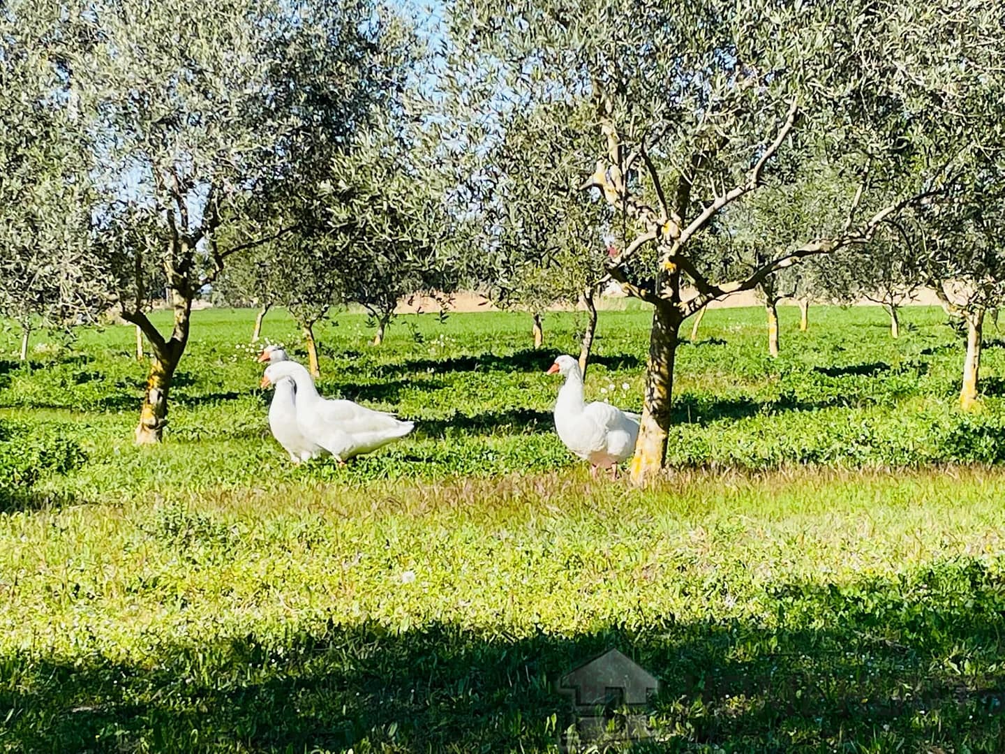 property_HH-15607266-25