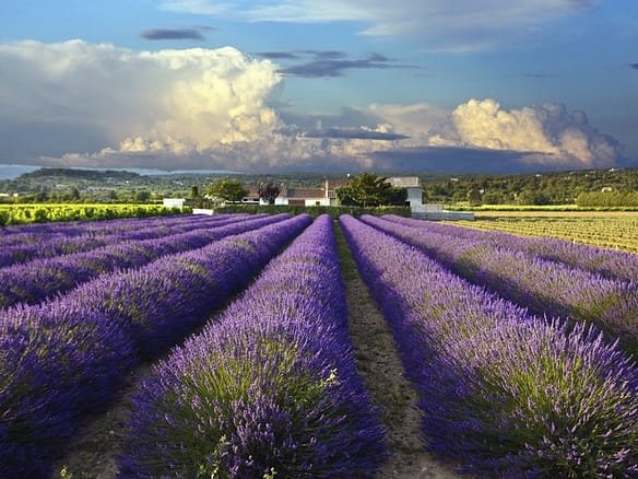 Image of vibrant lavender rows stretching across a sunlit Provençal field, with distant trees and rolling hills beneath a clear blue sky.