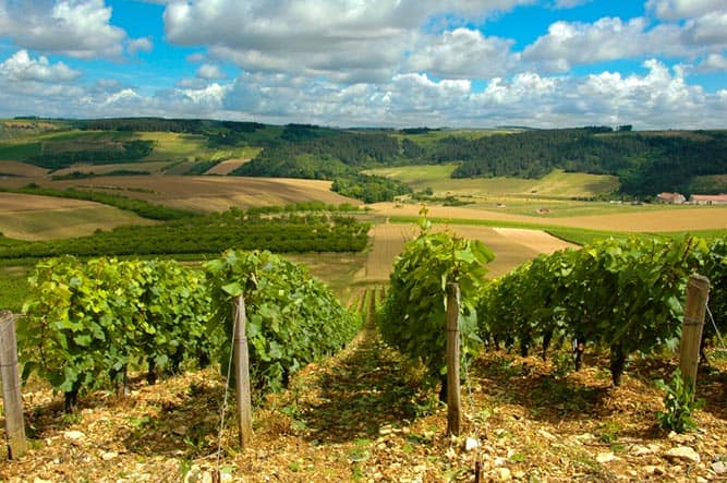 Vineyard property in france