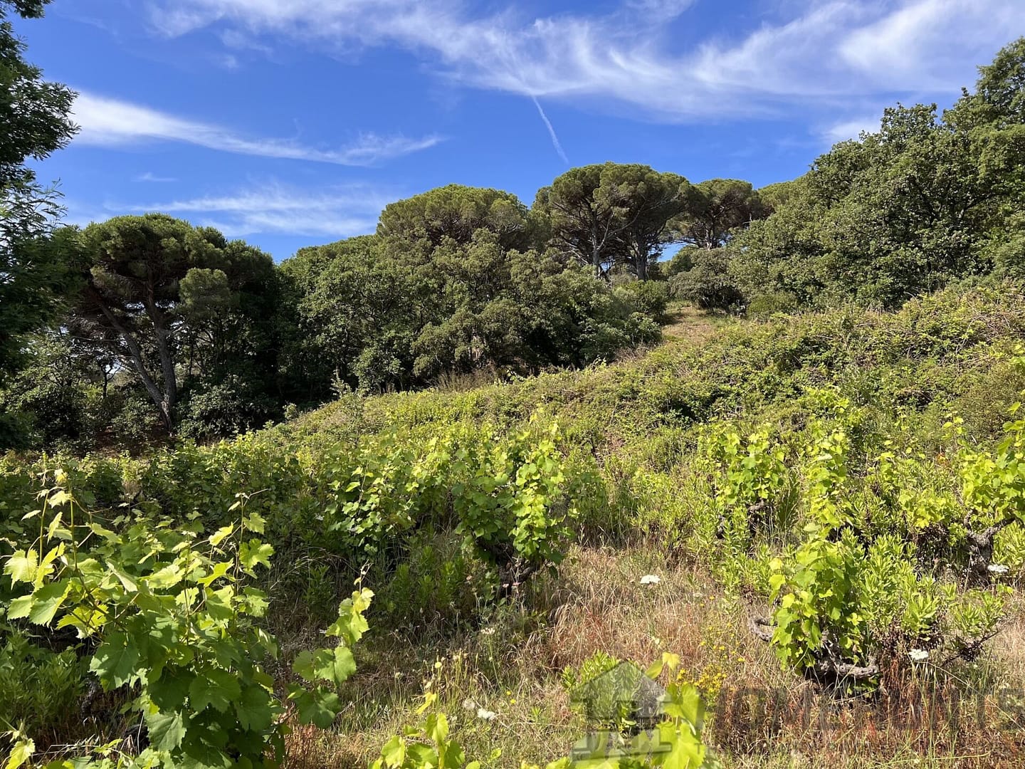 Land For Sale in Ramatuelle HH15016668