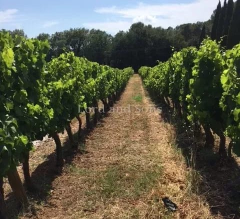 4 Bedroom Vineyard in Visan 3