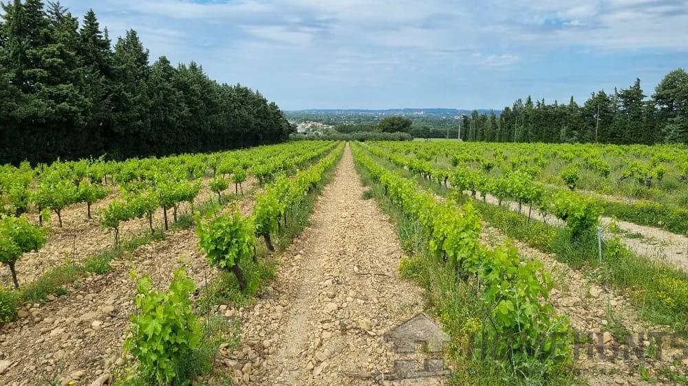 6 Bedroom Vineyard in Avignon 5