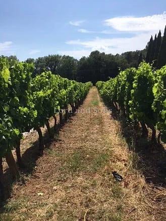 4 Bedroom Vineyard in Visan 6