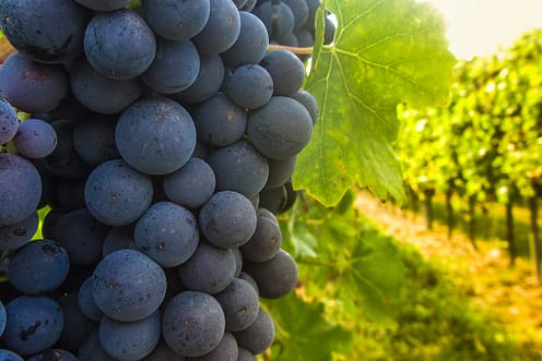 hobby vineyard in france