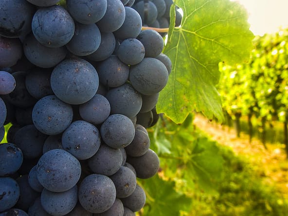 hobby vineyard in france