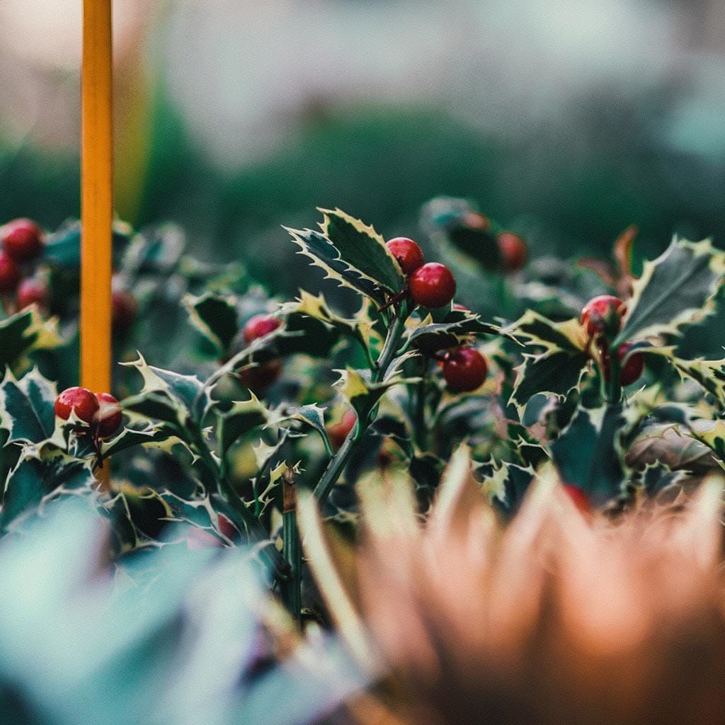 best christmas markets in france