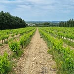 6 Bedroom Vineyard in Avignon 5