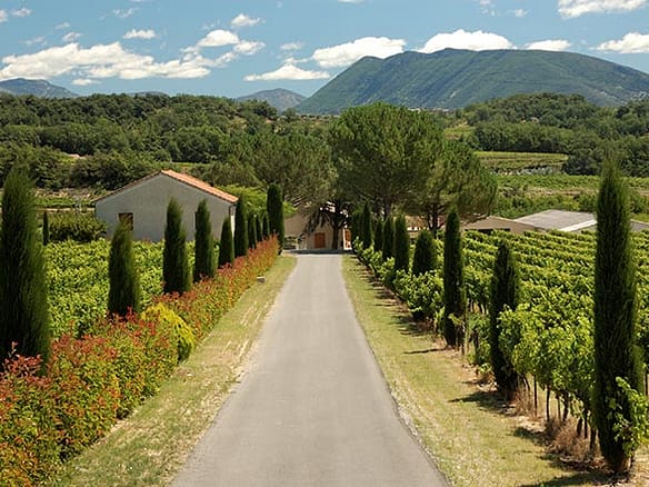 Buying a French Vineyard Photo