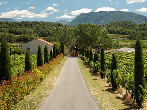 Buying a French Vineyard Photo