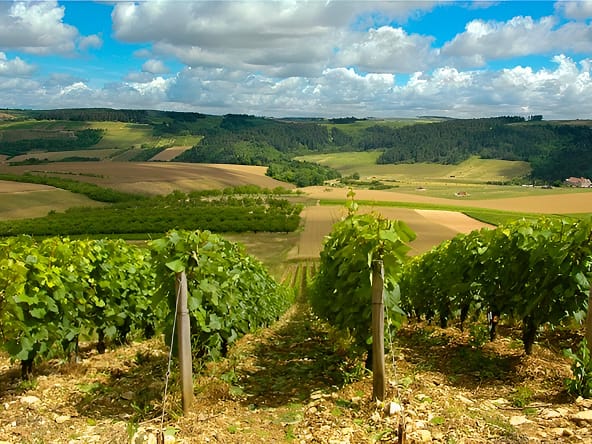 provence vineyard