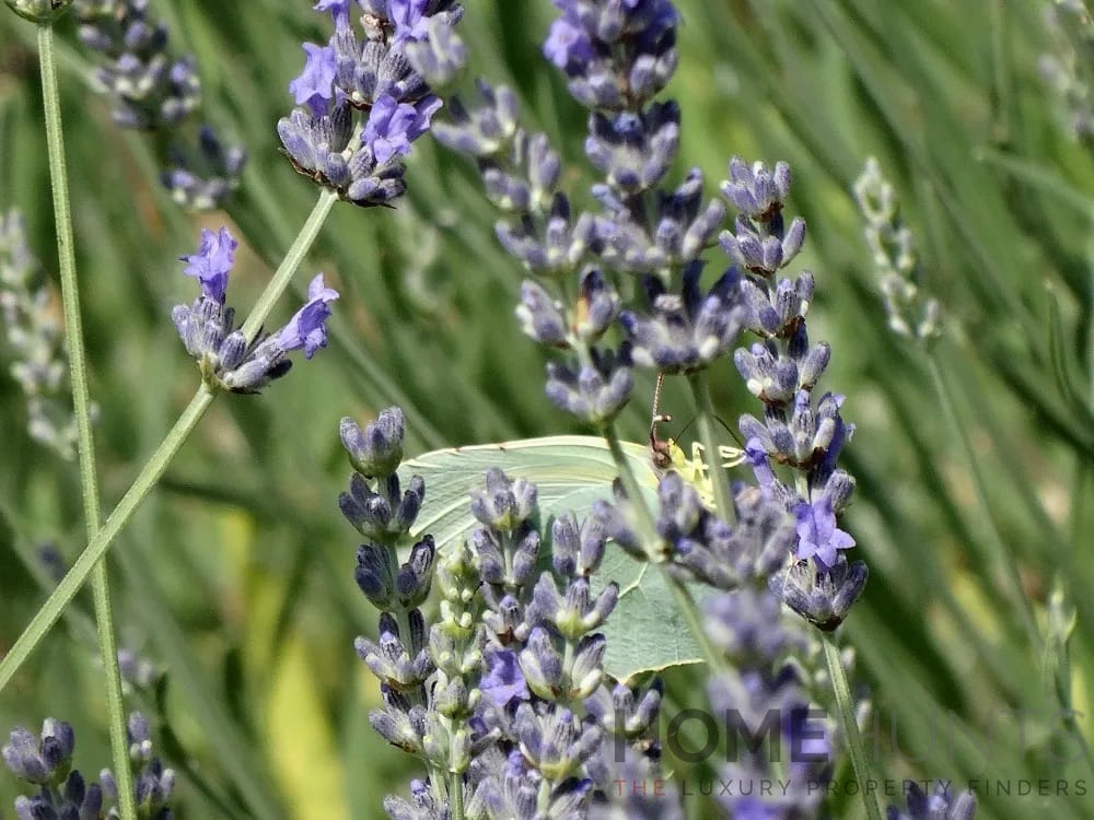 property_HH-15621372-6