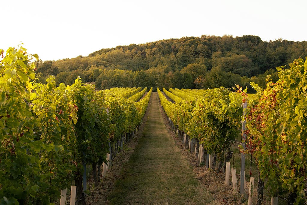 Insider Tips for First-Time Vineyard Buyers 3 Image of a scenic landscape and lines of vines in a french vineyard going into the distance.