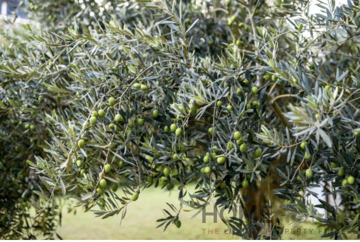 property_HH-15654357