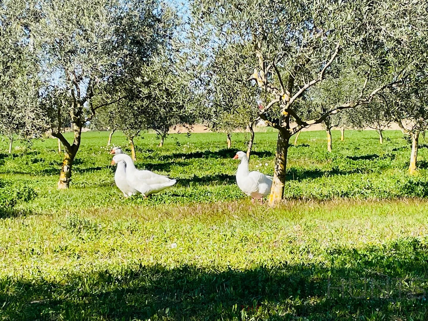 property_HH-15607266-25