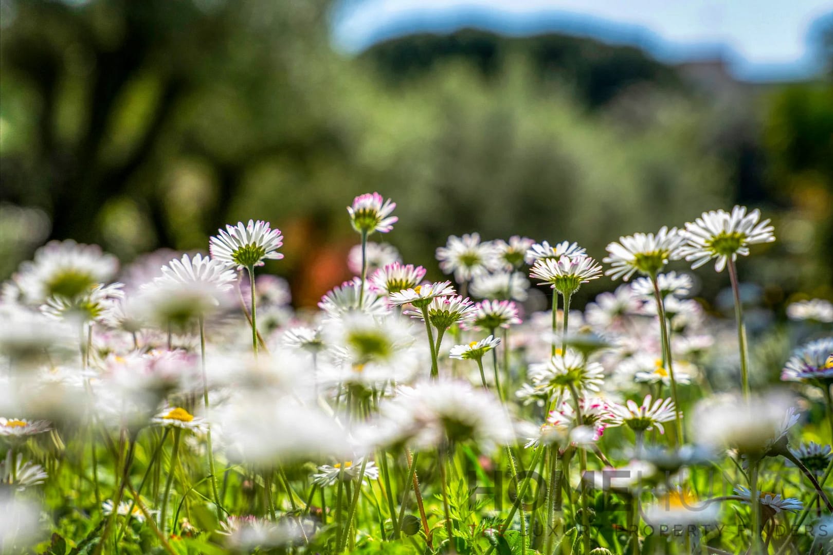 property_HH-15656068-20