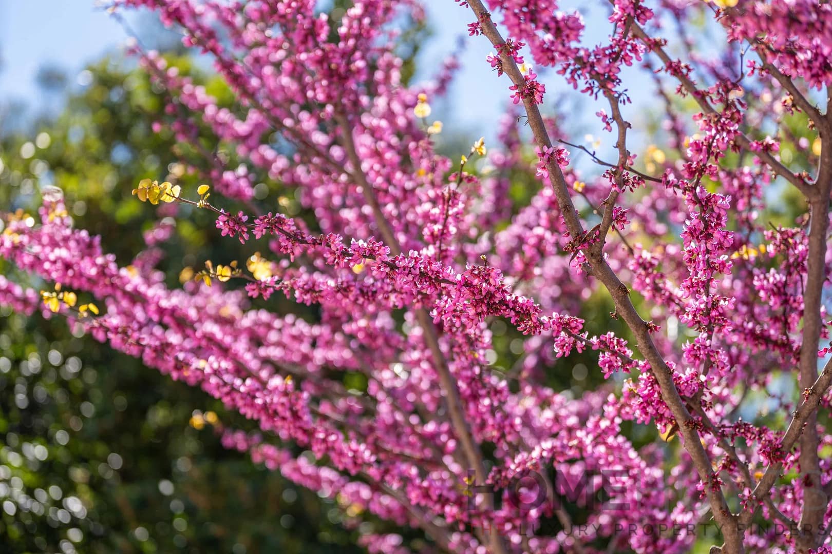 property_HH-16135752-17