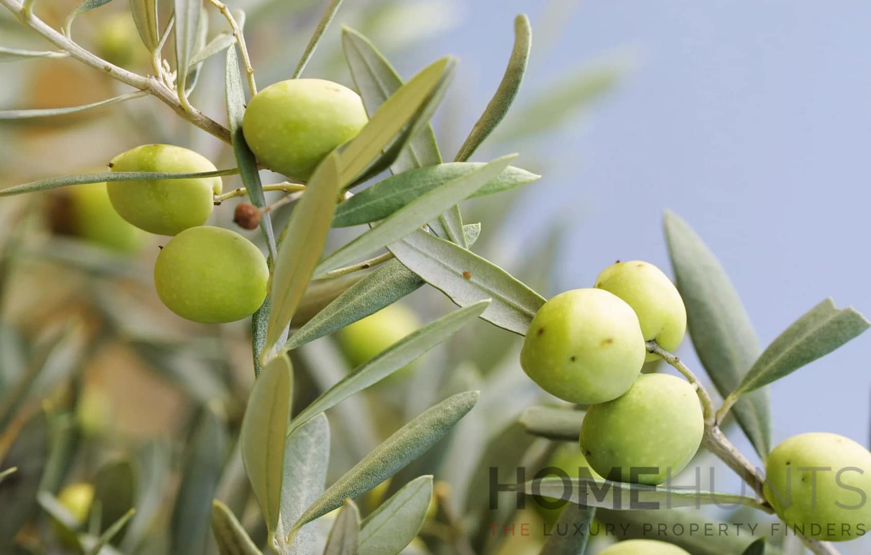 property_HH-16017659-2