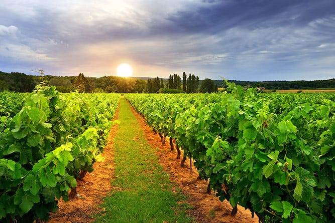 For vineyard success, focus on value and quality within the budget available