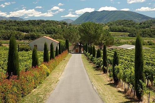 Buying a French Vineyard Photo