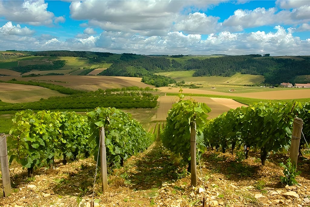 provence vineyard