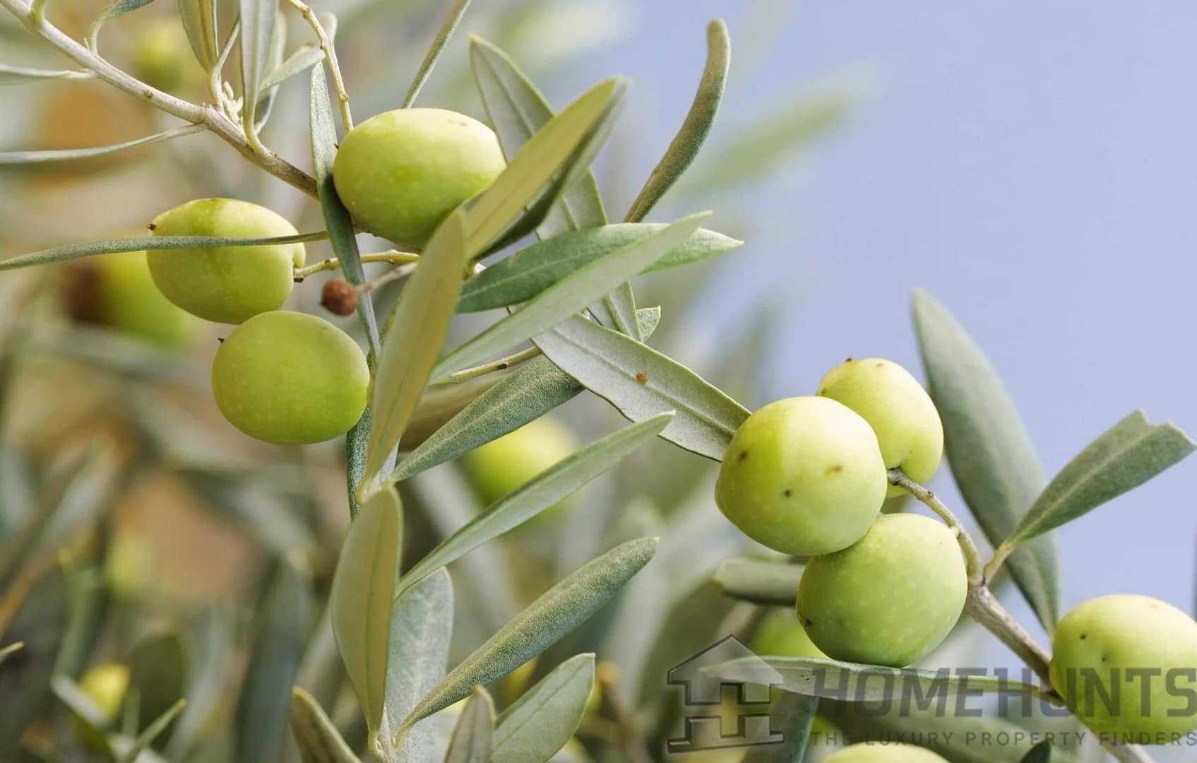 property_HH-16017659-2