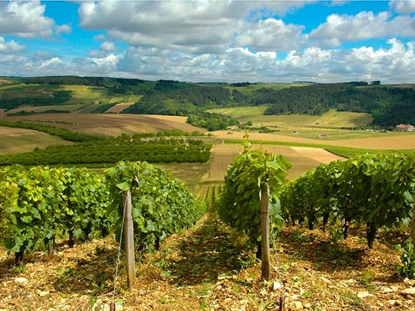French Vineyard Property